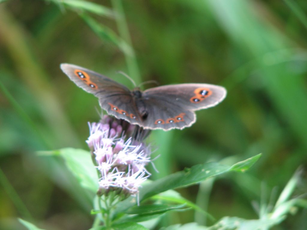 Ligea erebia?